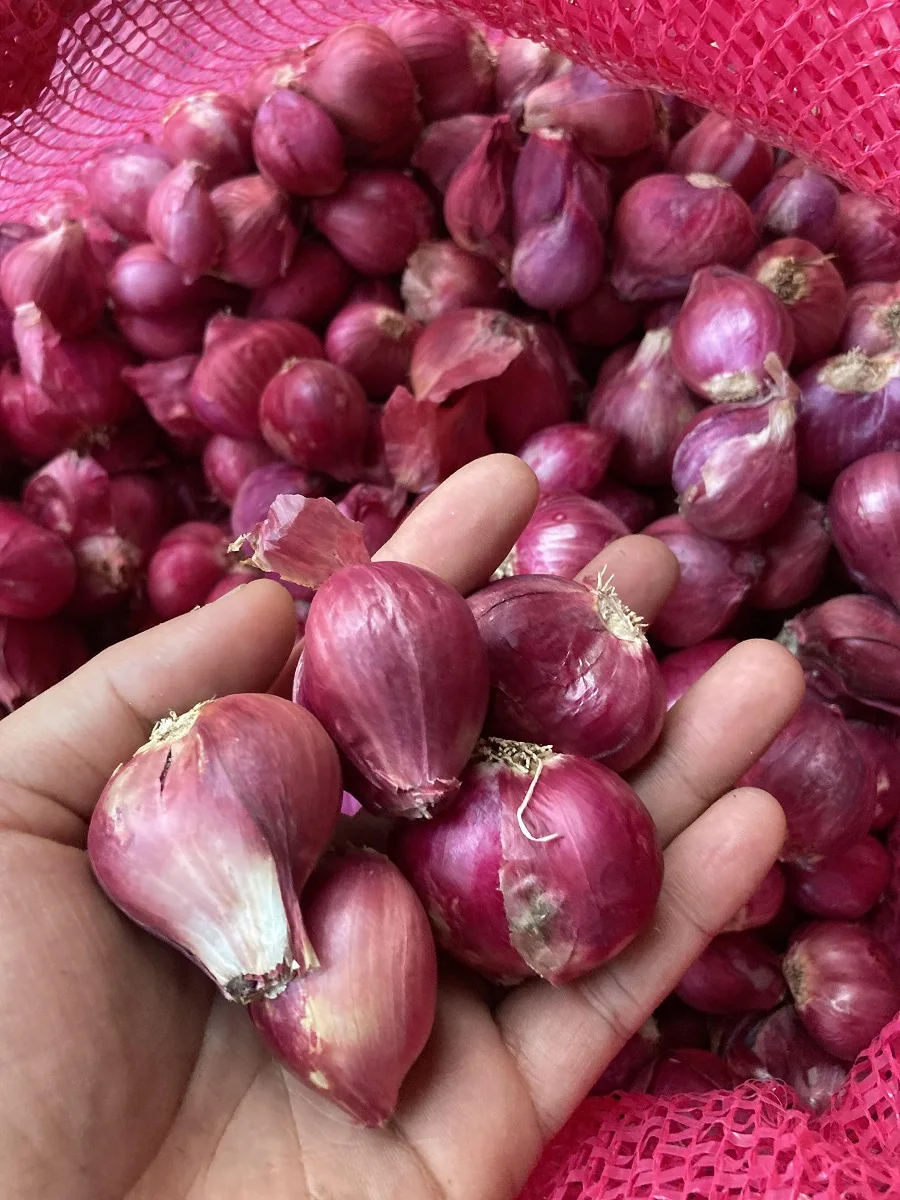 Bawang Kecil Siam Thai Vegetable Fresh Red Shallot +66934602728 Onion Mesh Bag Premium Grade from Thailand