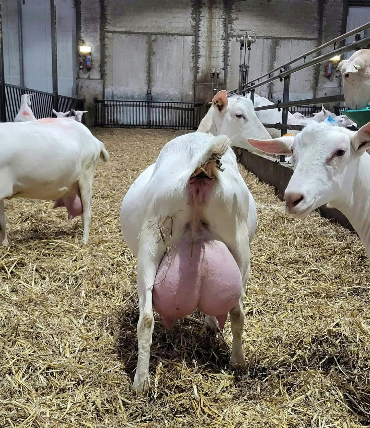 Live White Saanen Goats