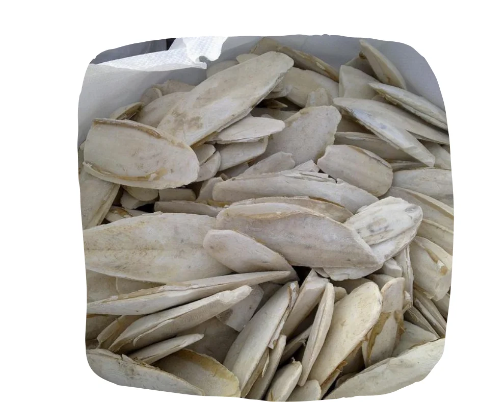 Wholesale Small Cuttlebone Animal Feed Natural White Dried Cuttlefish Bone From France
