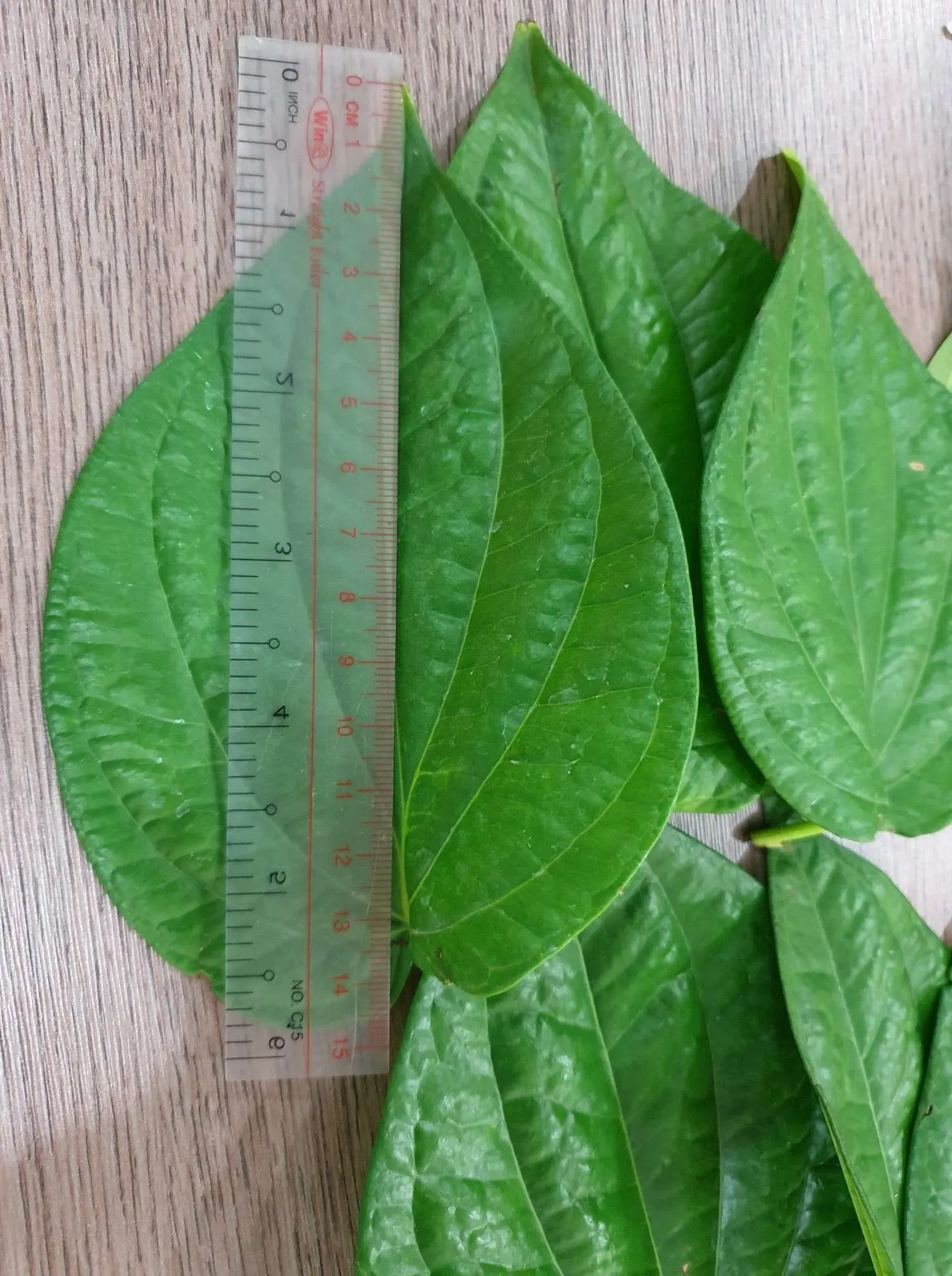Вьетнамские свежие листья betel-высококачественные вьетнамские товары-супер скидка-самая низкая цена на