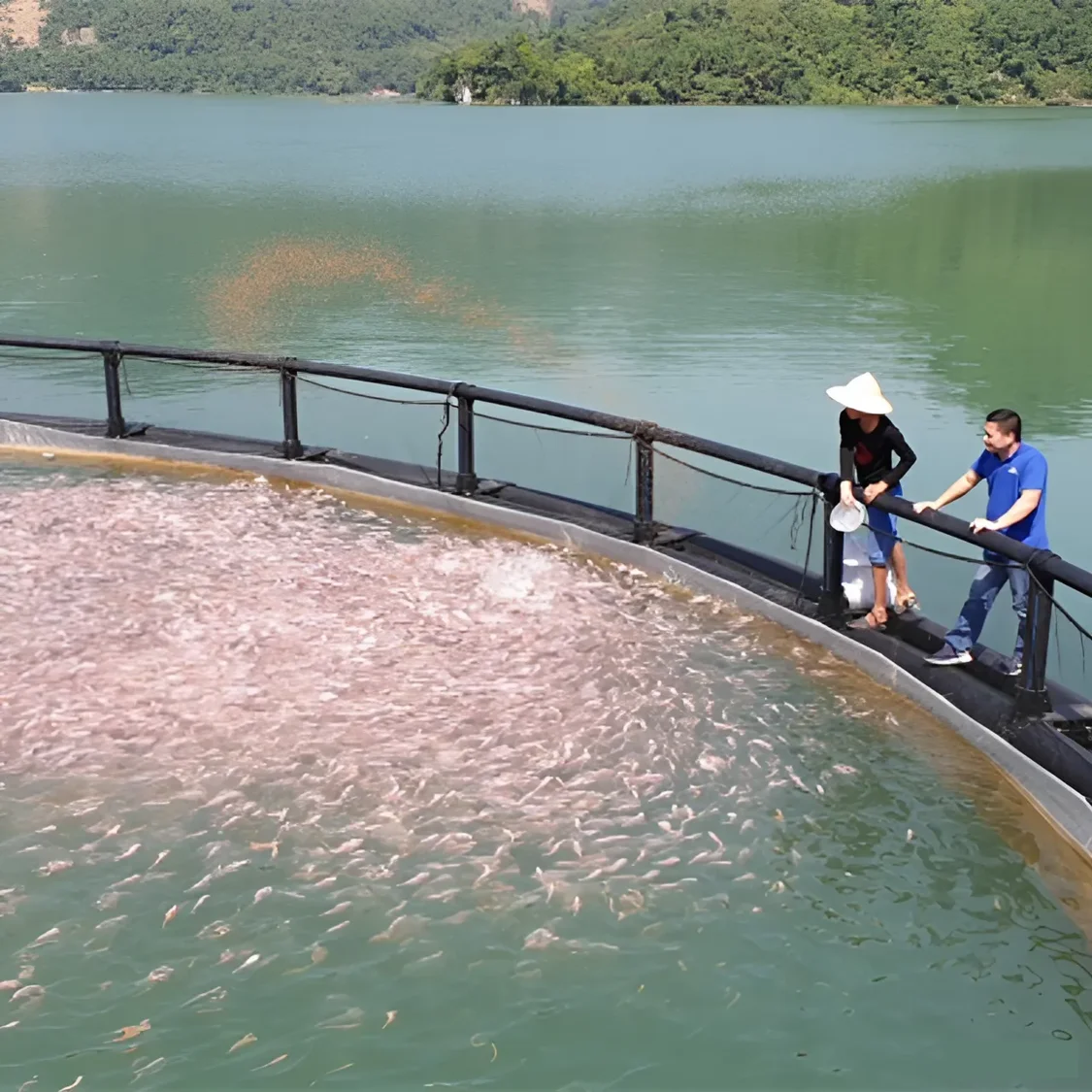 Wholesale Fish Aquaculture Farm Equipment Floating Cage Fish Breeding Cages Made In Vietnam Manufacturer