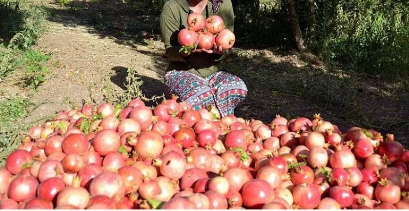 %100 NATURAL FRESH POMEGRANATE from TURKISH PRODUCER