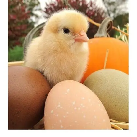 100% натуральный продукт из индюшачьей фермы свежие куриные столовые яйца/коричневые и