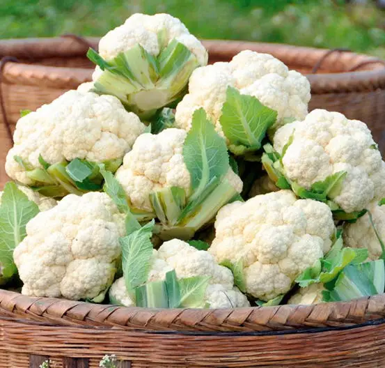 Low price of white cauliflower wholesale fresh bulk cauliflower export Chinese cauliflower