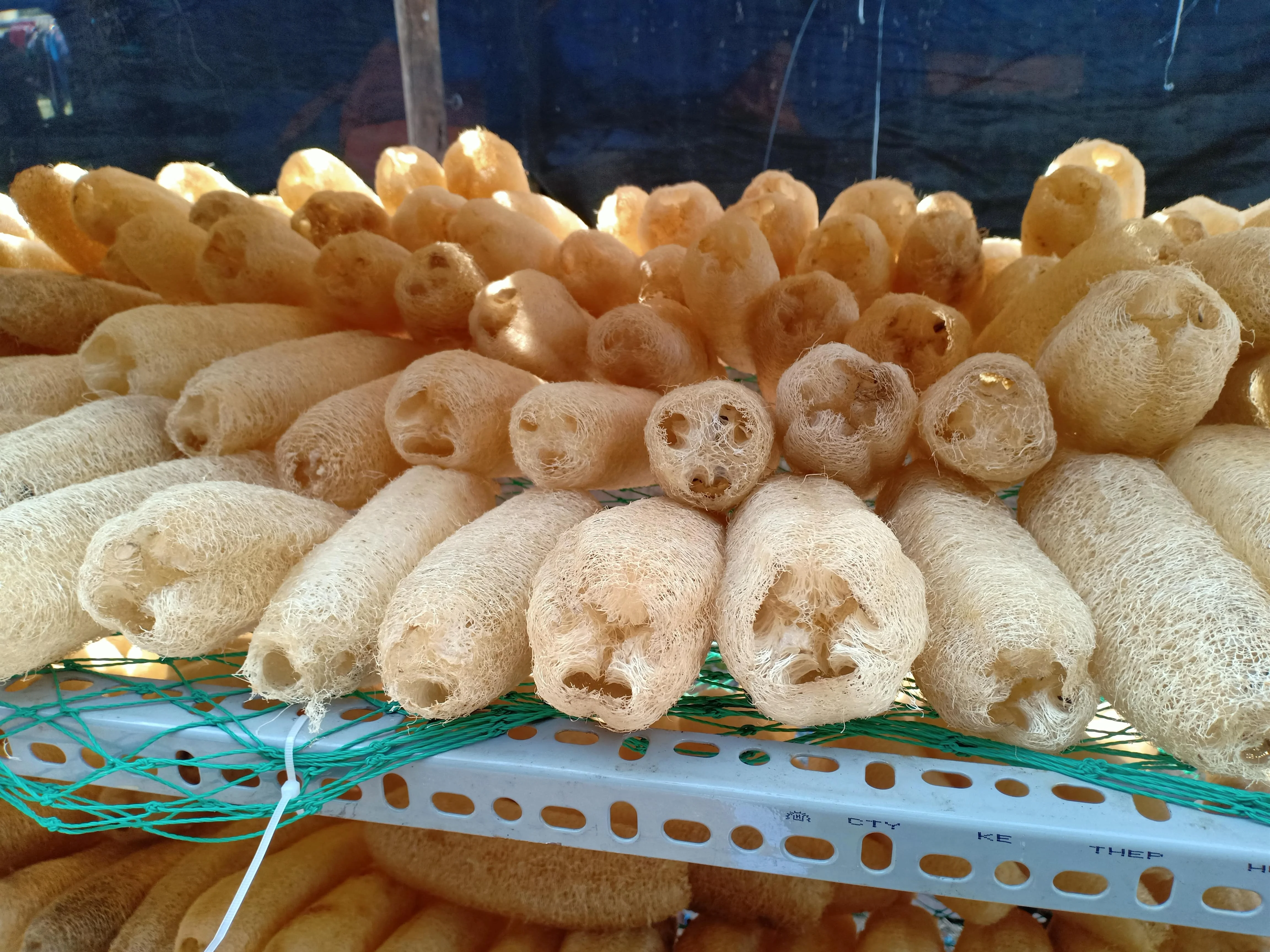 High-Quality Loofah Dish Sponges for body 15- 20cm- 100% Natural Organic- Dried Luffa Scrub Sponge/Compressed Loofah