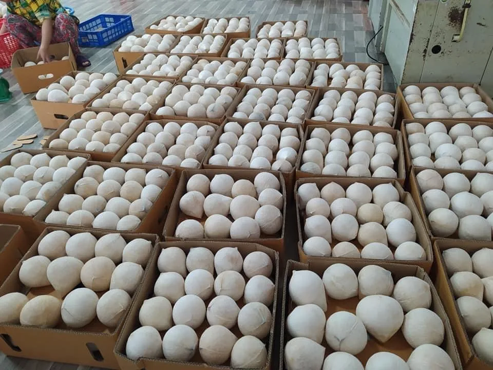 Wholesale Premium Quality Cheap Price FRESH YOUNG DIAMOND COCONUT  From Viet Nam