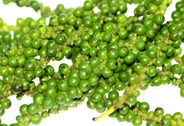 Green pepper high quality freeze pepper with best price