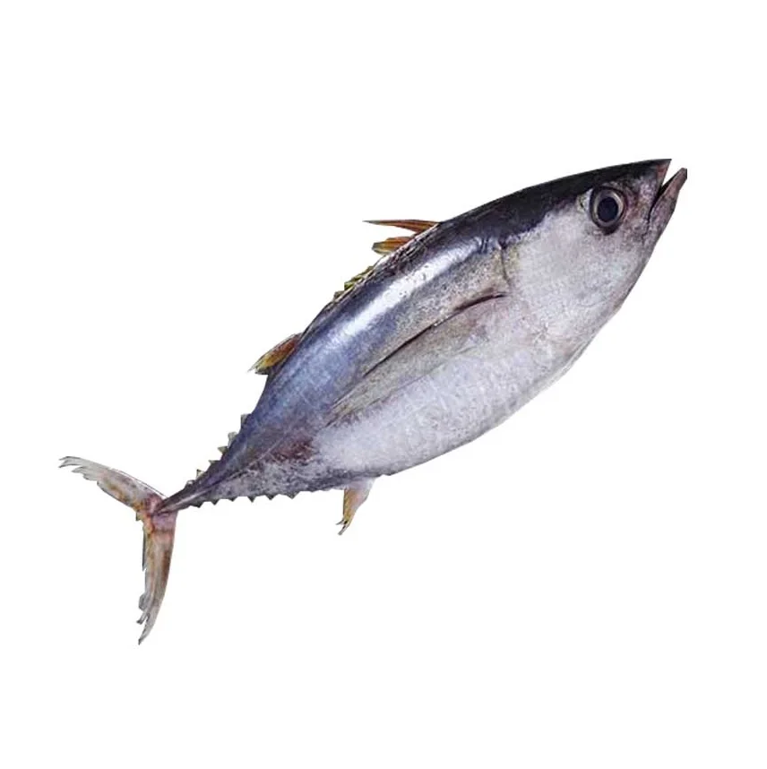 Wholesale Frozen Yellowfin Tuna Whole round good price