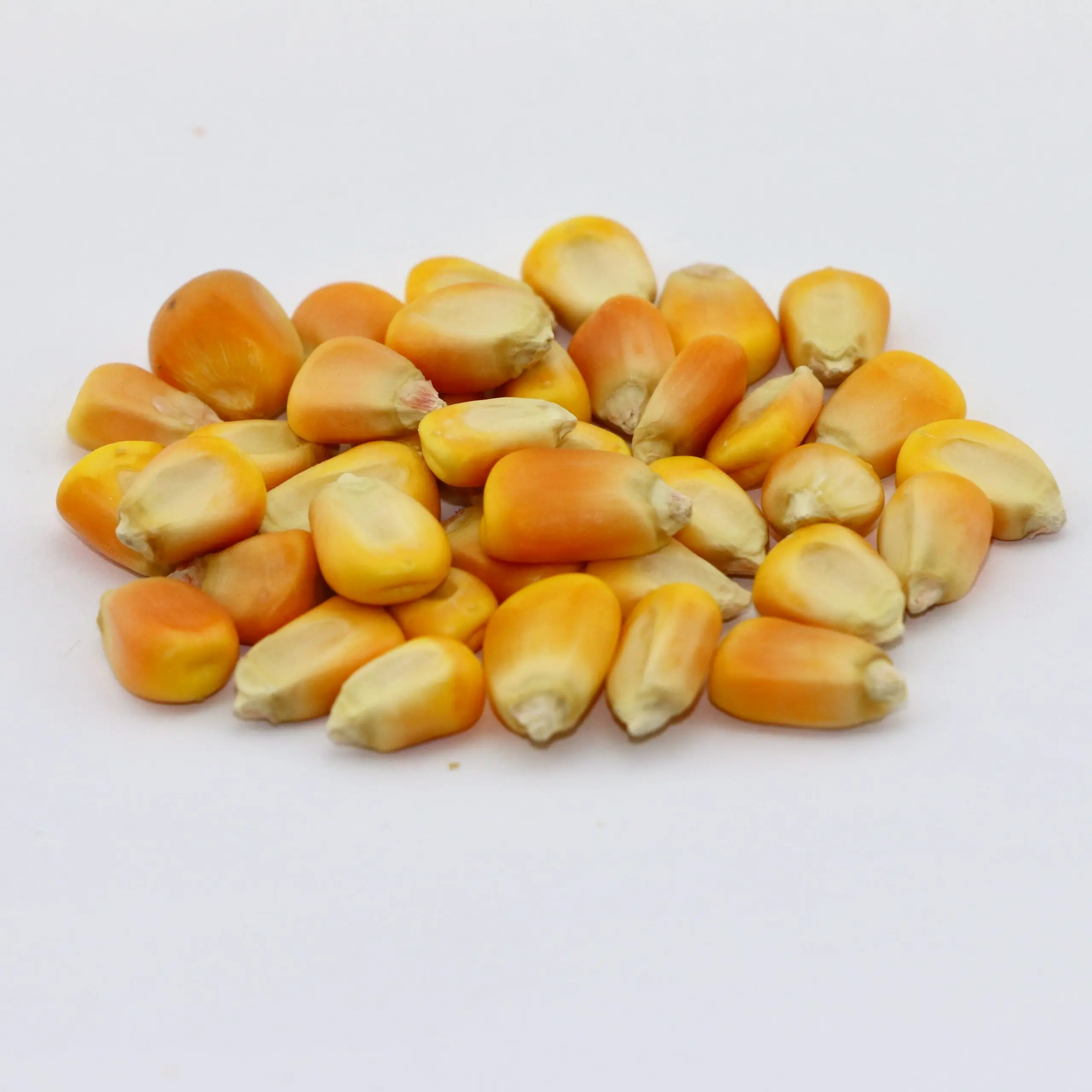 Top quality Yellow corn for animal feed available for export