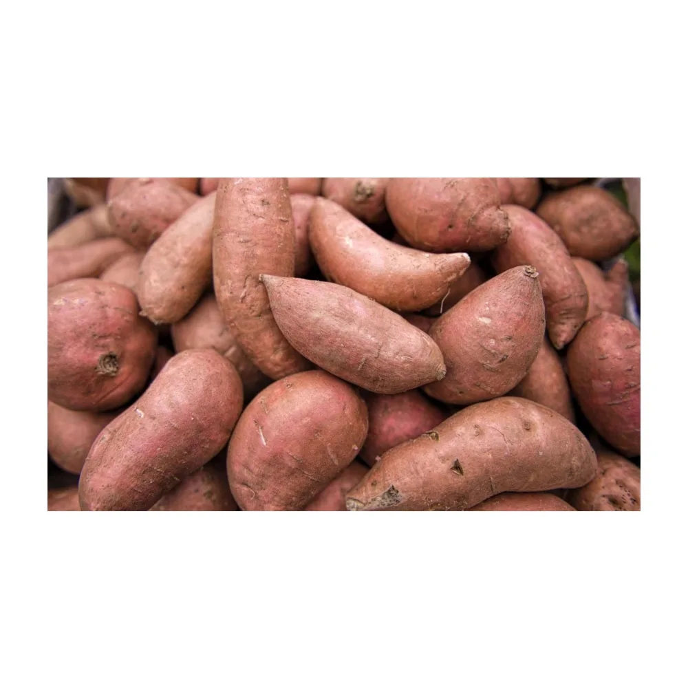 Best selling fresh potato / potato chips at cheap price - Wholesale for frozen potato French fries