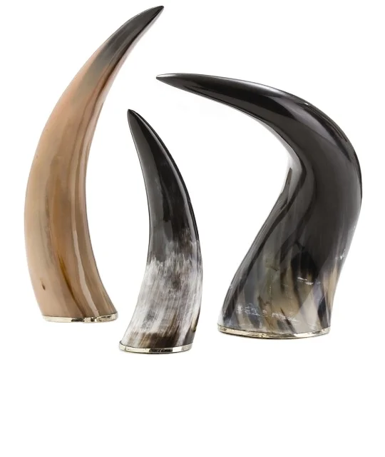 Best quality buffalo decorative horn for table ware decorative and polished Buffalo Horn from India by gm impex