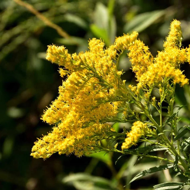 Buy Bulk Wholesale price GOLDENROD ESSENTIAL OIL from india largest manufacture kanha nature oils