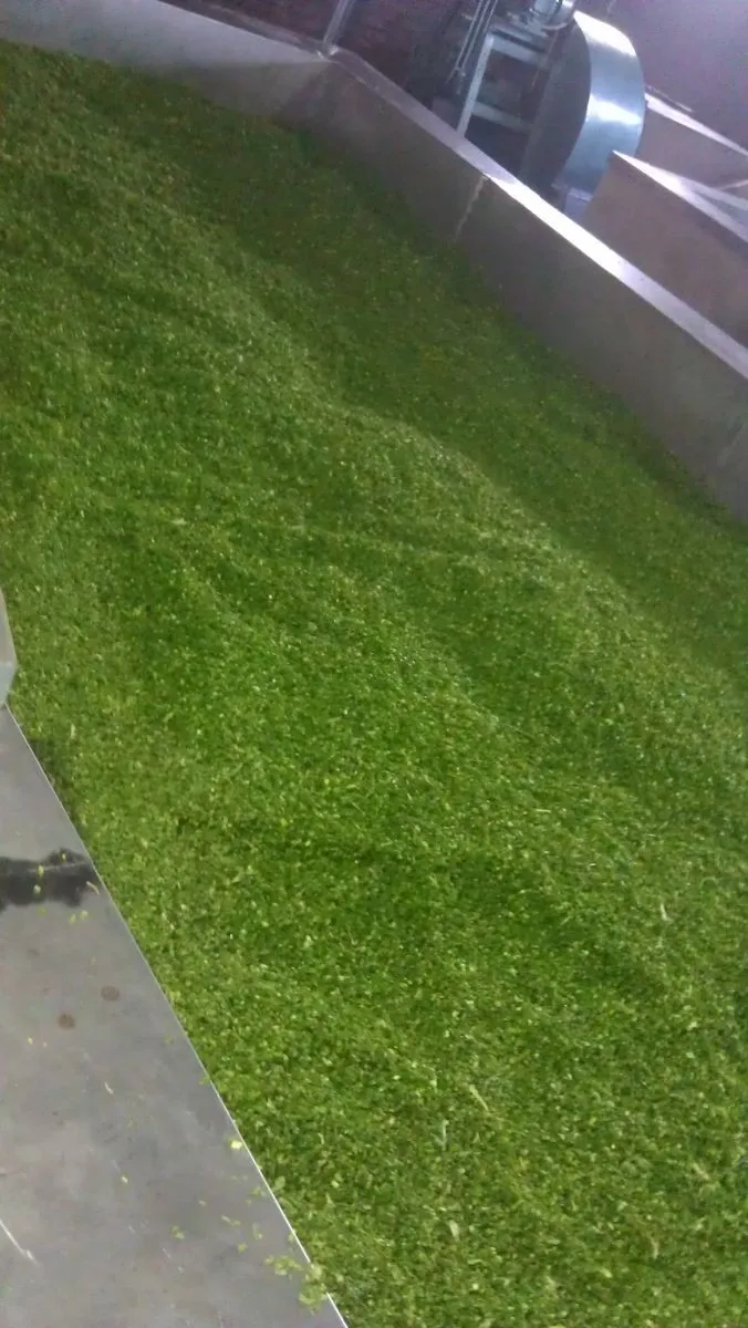 Best price high quality dried scallions supplier /holiday