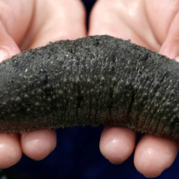 Sea Cucumber