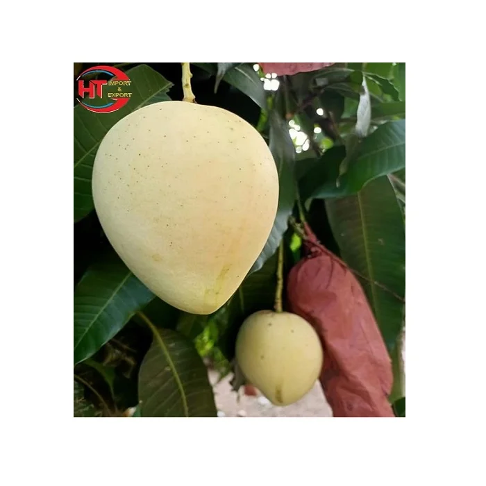 Свежие фрукты, Натуральный Сладкий органический зрелый желтый цвет, размер 8 - 10 см, Cat Chu манго, экспорт из Вьетнама