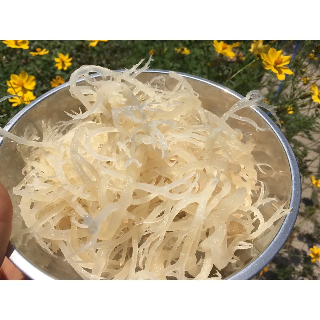 HIGH QUALITY DRIED WHITE SEAMOSS BEST SELL NATURAL SEAMOSS FROM ATL GLOBAL