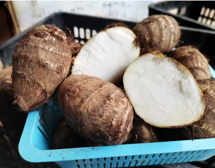 New Fresh Small TARO From Vietnam