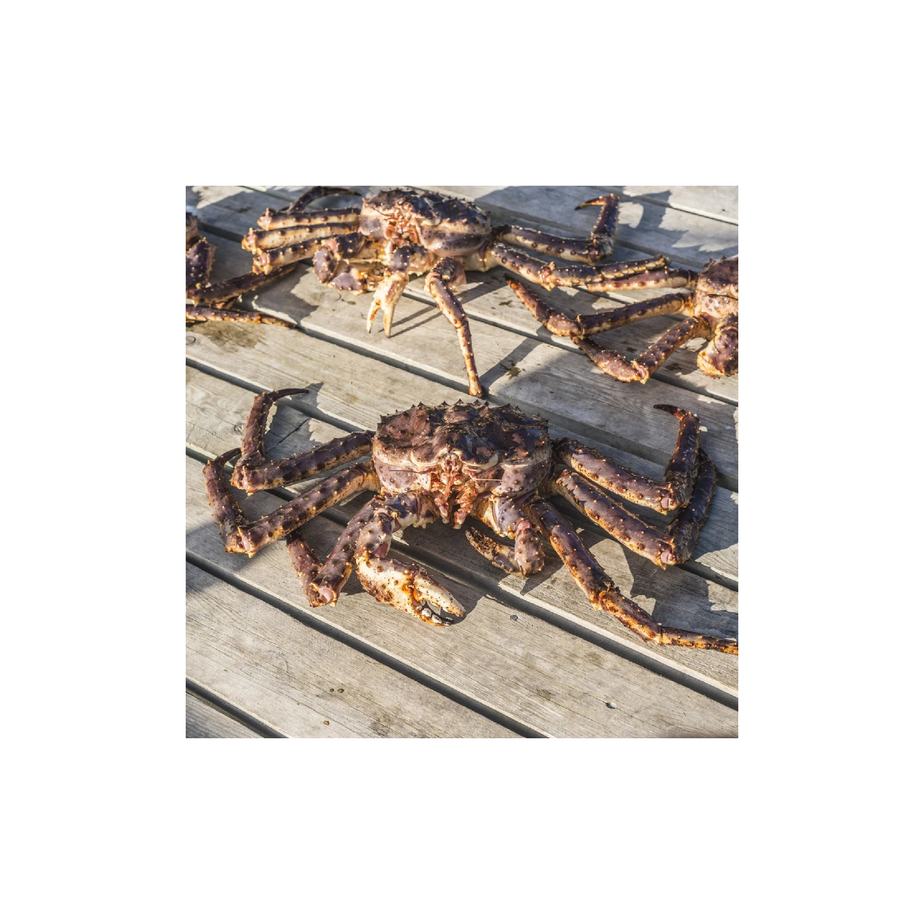 Quality Fresh Live Red King Crab Norwegian King Crab Alaskan King Crab/Buy  King Crab/Hot sales King Crab Legs