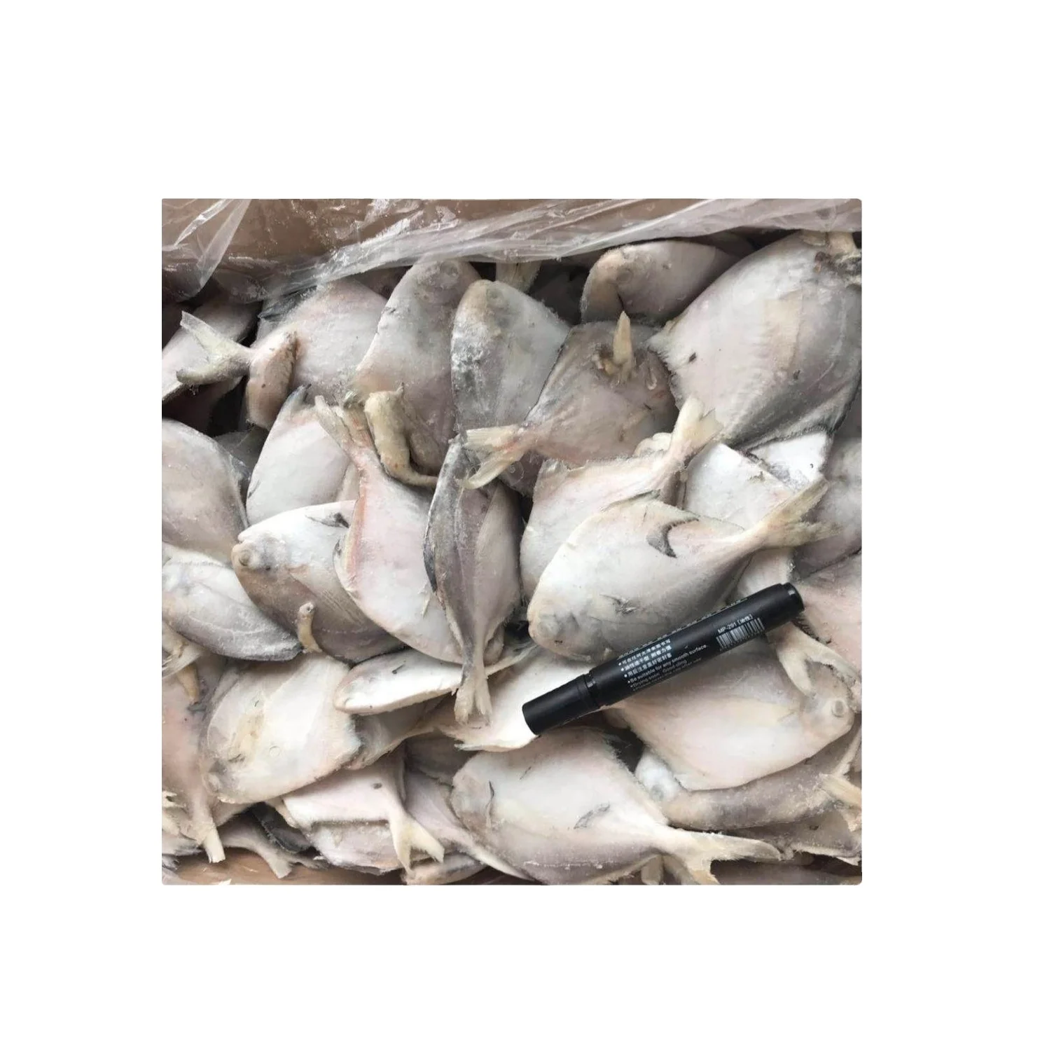 white silver frozen pomfret fishes nutritious no salt white Frozen Pomfret Fish