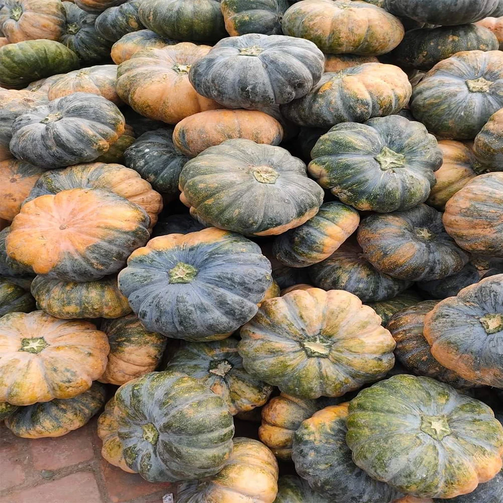 Factory Price Fresh Pumpkin With Stable Quantity Originated From Viet Nam Manufacturer +84962246940 (Whatsapp/ Viber)