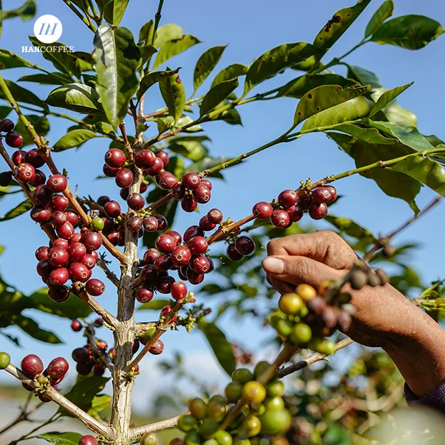 Vietnamese Coffee Factory Raw Coffee Bean High Quality  Beans Wholesale Custom Brand coffee beans arabica bag