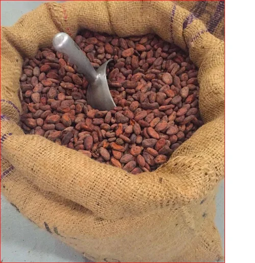 Top BEST QUALITY COCOA RAW BEANS FROM THAILAND