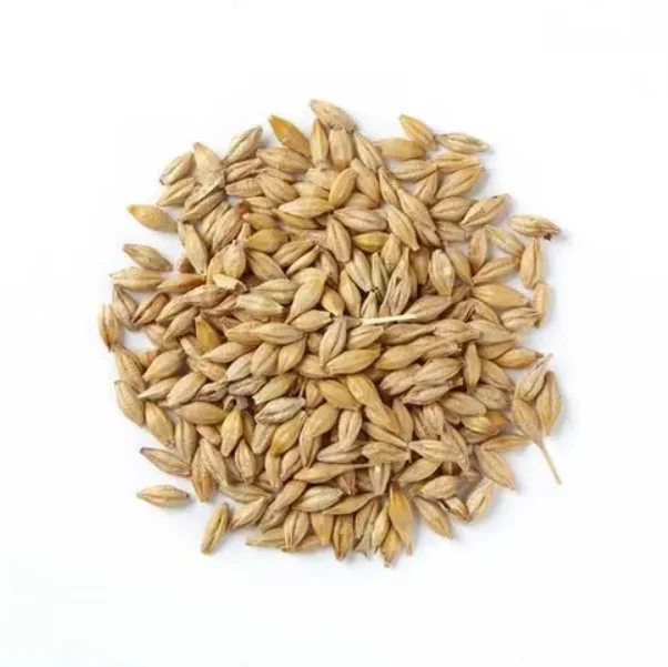 100% Organic Barley for Malt/ Barley Feed/ Malted Barley Animal Feed Barley Cheap Price