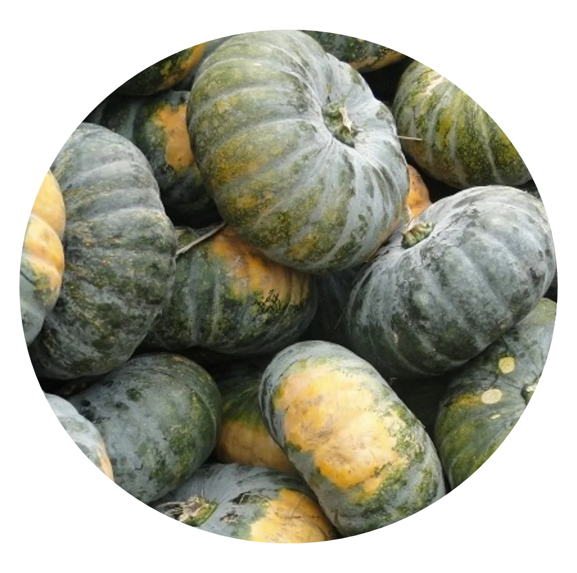 High Quality Made In Vietnam 100% Natural FRESH TROPICAL PUMPKIN from HTK FOOD for Food & Beverage