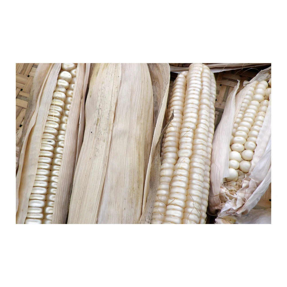 Selected feed corn an excellent food supplement for birds and animals raised for fattening, corn animal feed