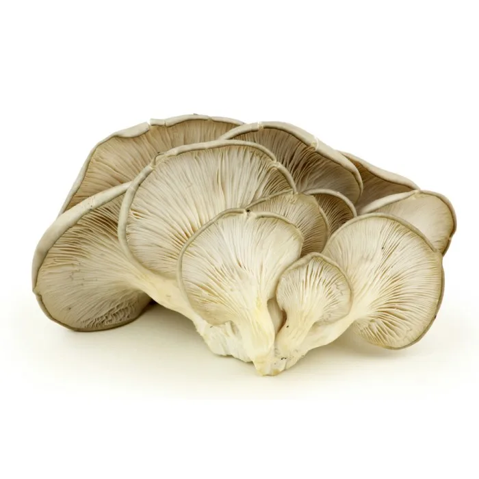 Оптовая продажа сушеных грибов shiitake 1 кг 4 см цены на рестораны