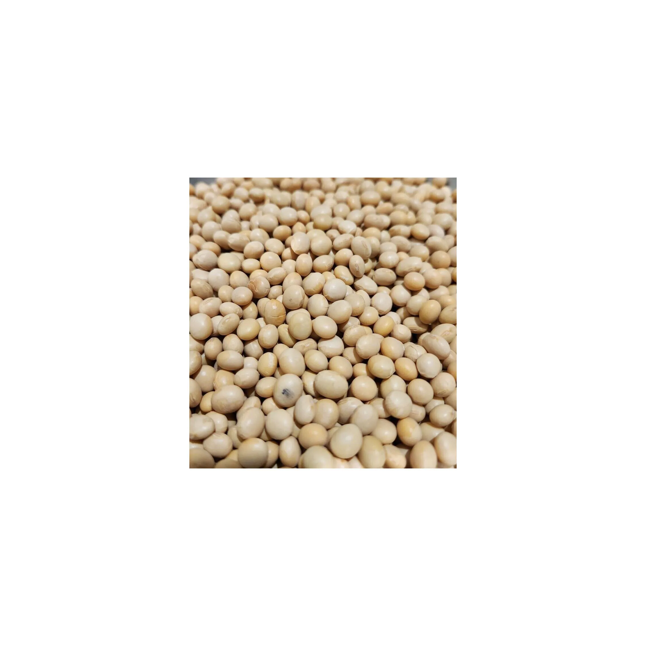 Good quality soyabean organic Non-Gmo Brazil soyabean health Brazil soybean