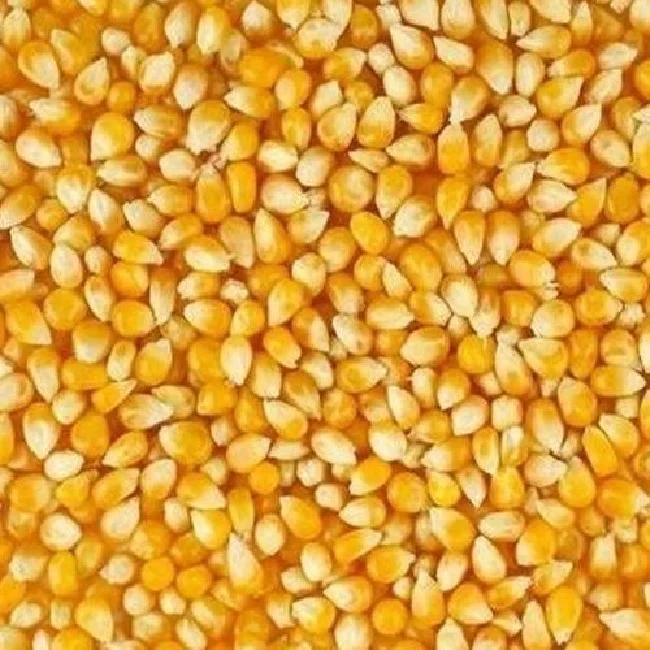BEST QUALITY YELLOW CORN DRIED MAIZE GRAIN FOR FOOD LIVESTOCK POULTRY ANIMAL FEED FROM PAKISTAN