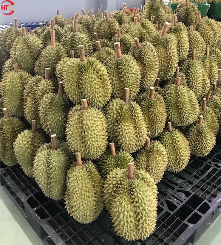 Экспорт, высокое качество, свежие фрукты, органическое культивирование, свежие 25-35 см, Тонги, дуриан, вьетнамское происхождение