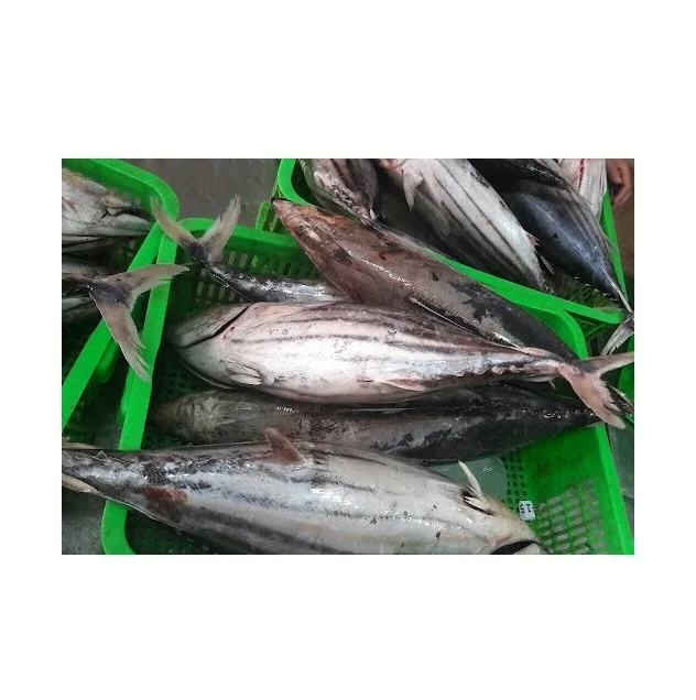 Оригинальное качество, цельный замороженный тунец скипджек | Замороженные морепродукты, оптовая продажа, Лучшая цена