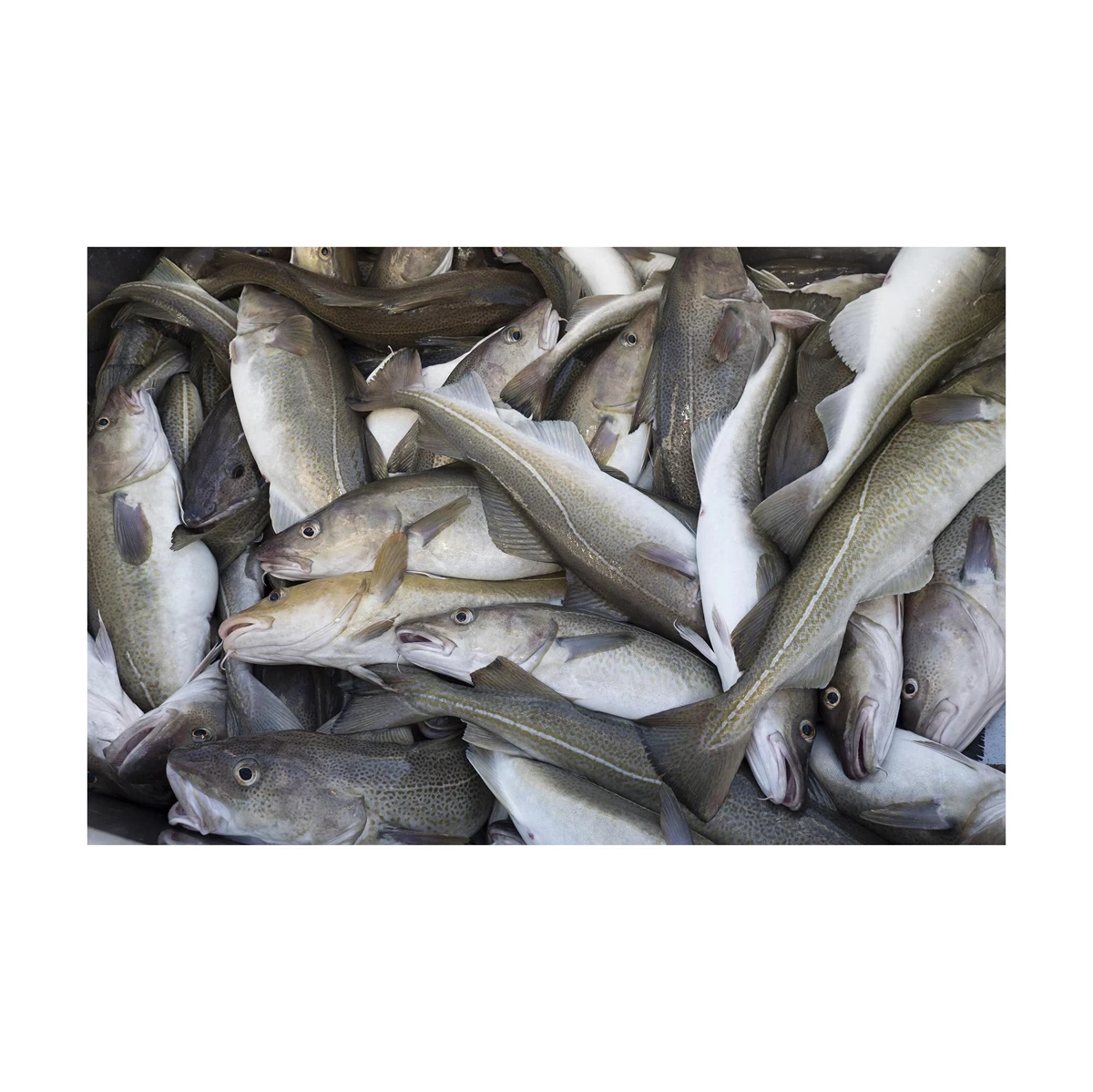 Cheap Price Bulk Stock Fresh Atlantic cod Fish / Fillets For Sale In Bulk With Fast Delivery