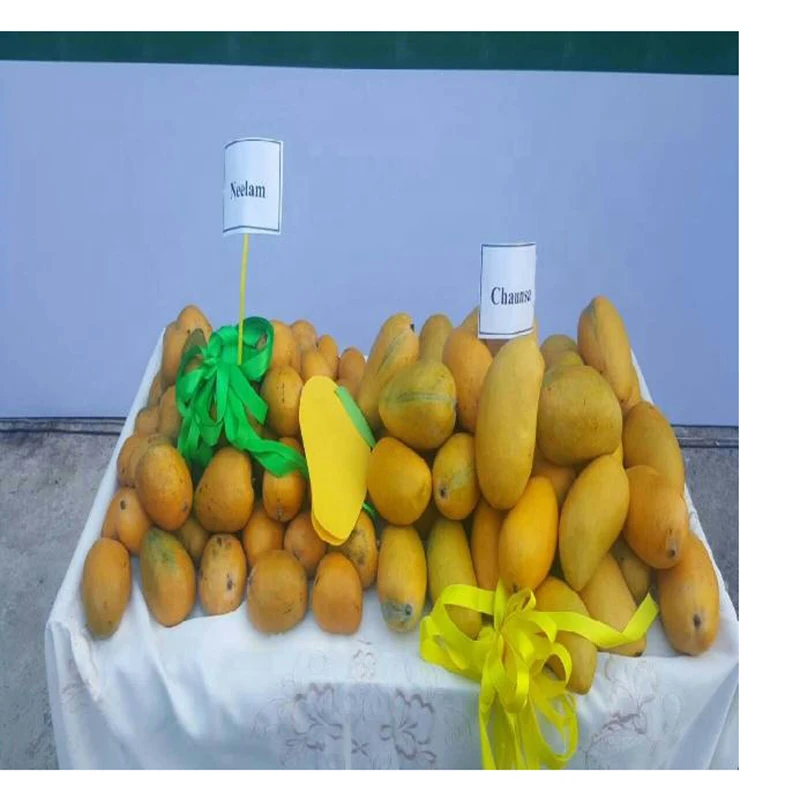 Export fresh quality Pakistani Mango Sindhri Fresh Mango from Pakistan OEM ODM customization logo for mango
