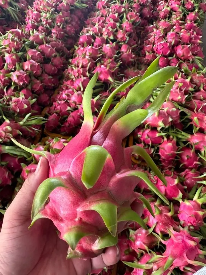 Hot Deal Cheap Price Natural Sweet Red and White Fresh Dragon Fruit Competitive Price Ready Export - ANNA DO WA+84982153058