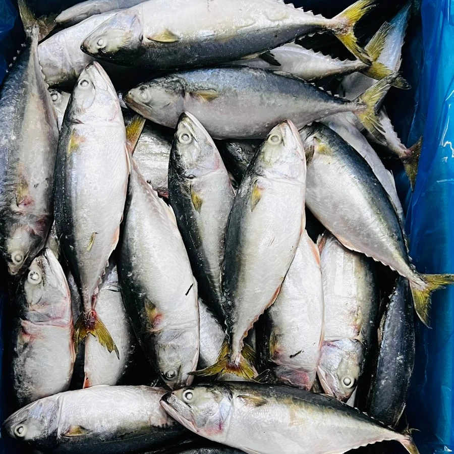 Индийская скумбрия, цельная IQF