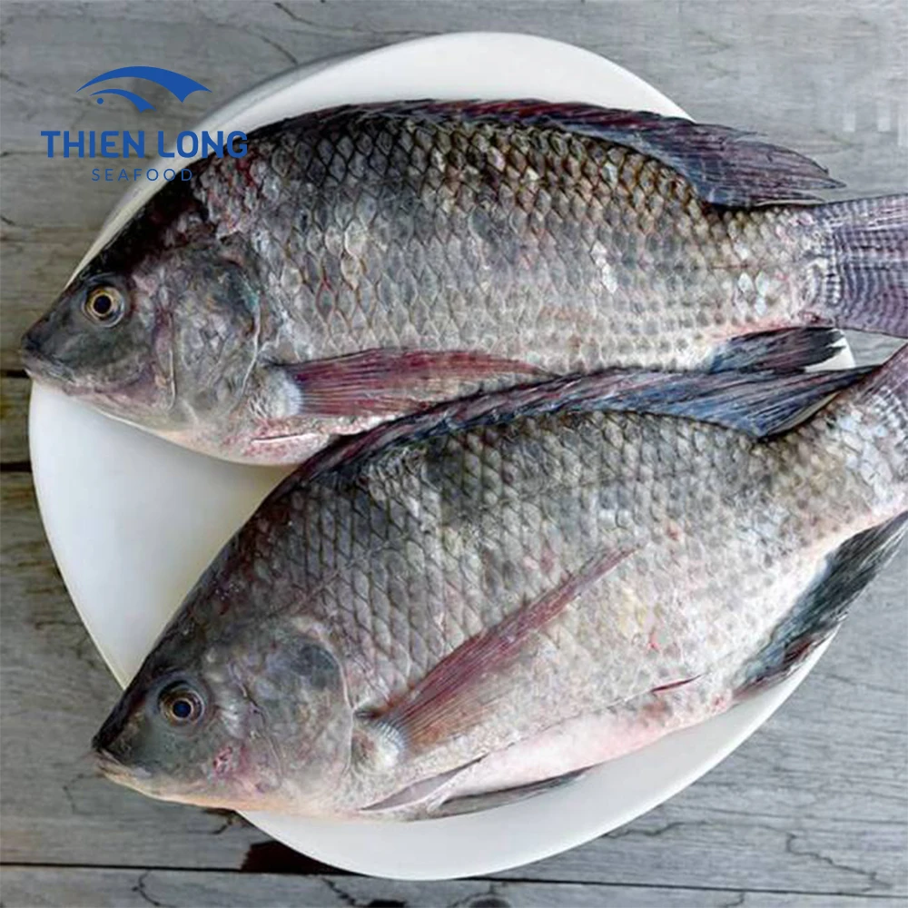 Asia Market Top Sellers Bulk Tilapia Fish Food Whole Round Black Tilapia Wholesale From Vietnam