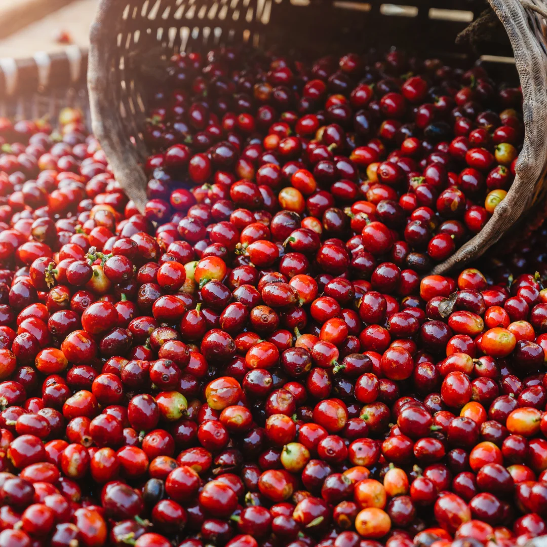 Robusta Espresso Beans O Ccaffe Espresso ClassicAuthentic Instant Coffee WIth A Distinctive Flavor Packaging Feature Shelf Norma