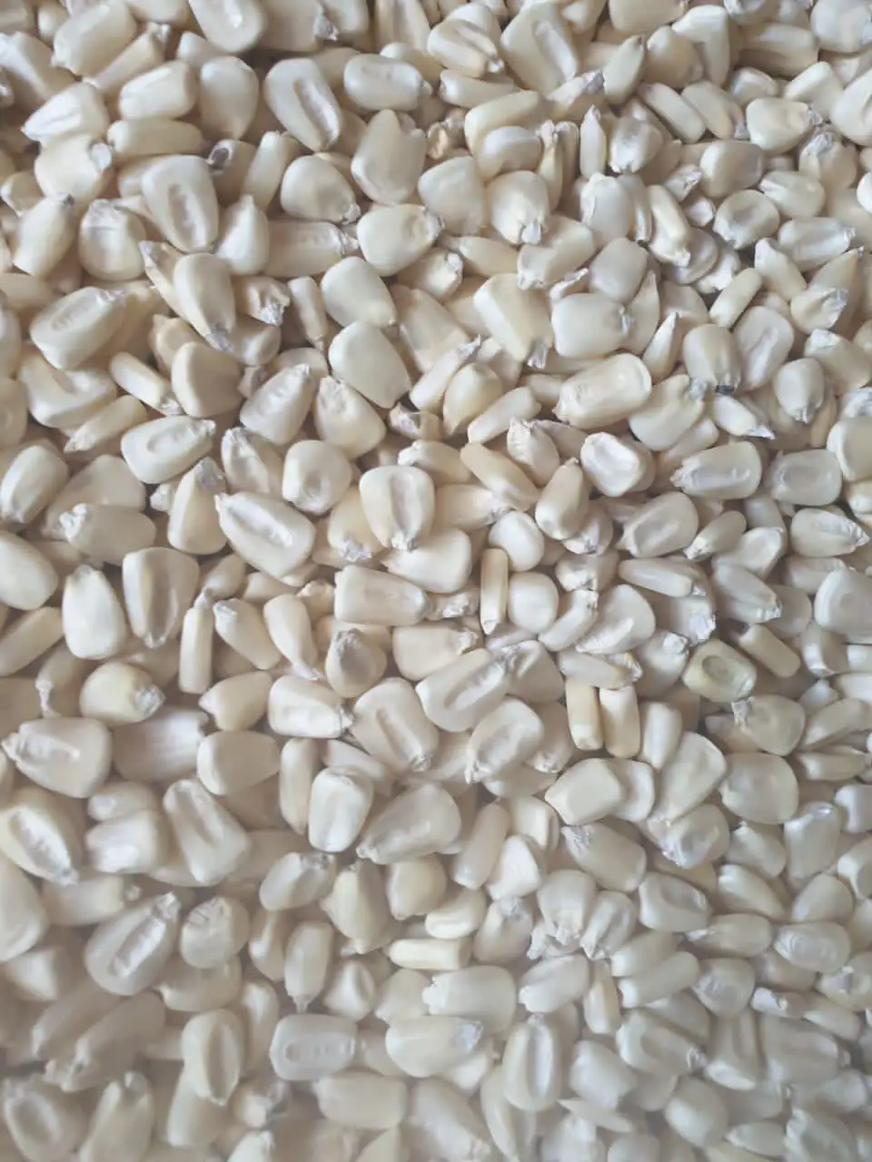 White Corn1.jpg