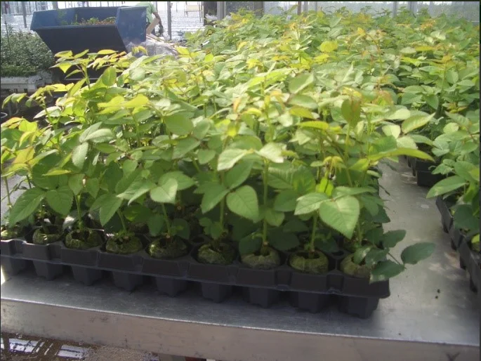 Органические пеллеты кокоса