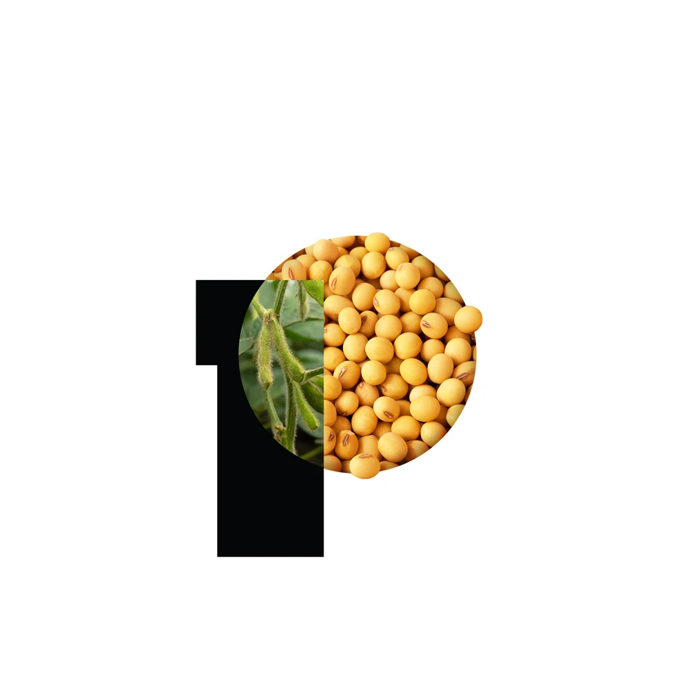 High Quality Based in USA GMO Wholesale Fresh SOYBEAN High Quality Ready to Ship