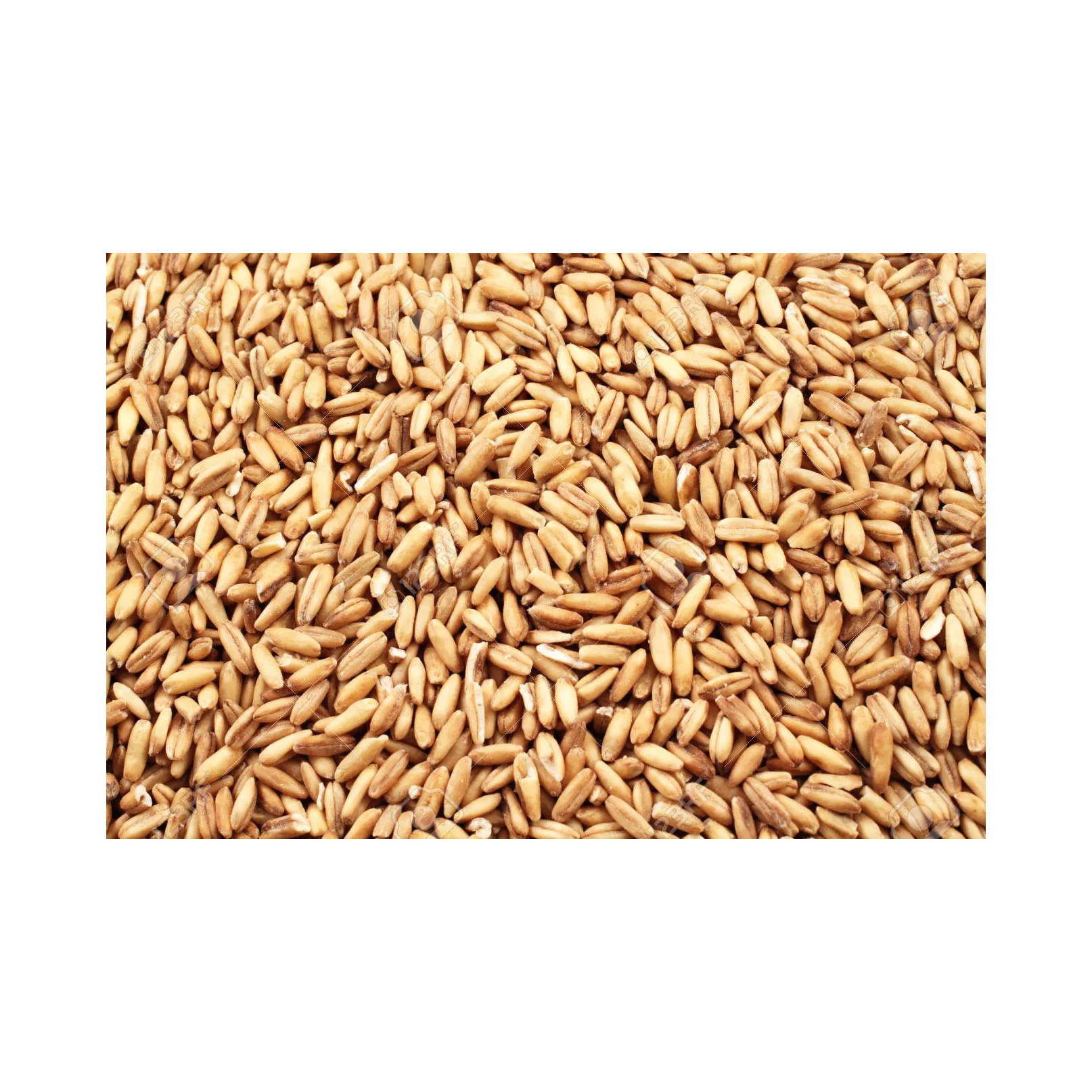 Wheat grain for sale in bulk