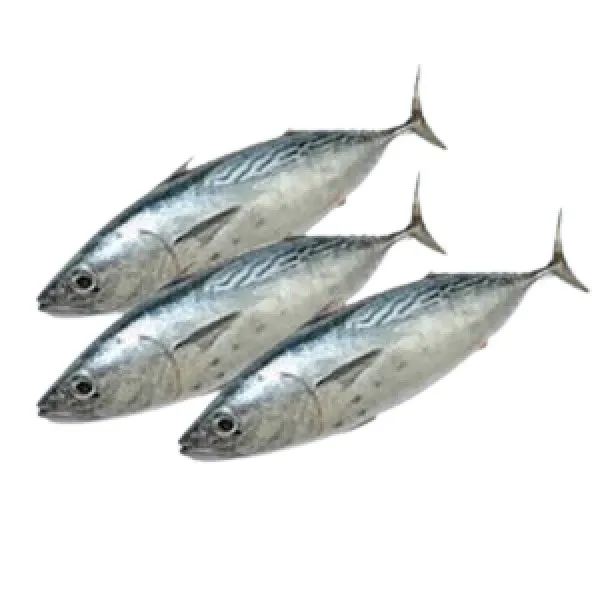 SKIPJACK TUNA