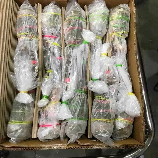 Seafood Fresh and Frozen Lobster, Lobster Tails For Sale..