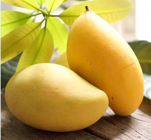 100% Organic Fresh Hot Selling Mangoes In Bulk