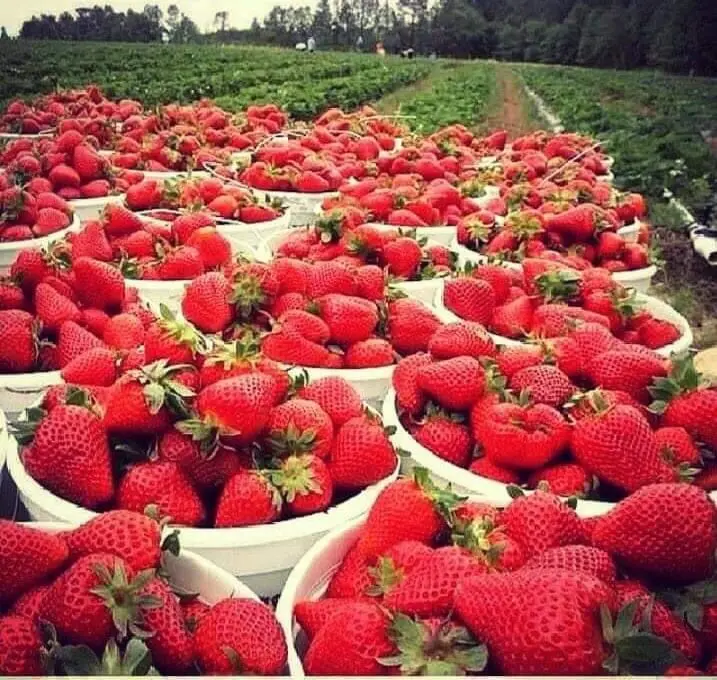 Now 2022 we start preparing for the new strawberry season