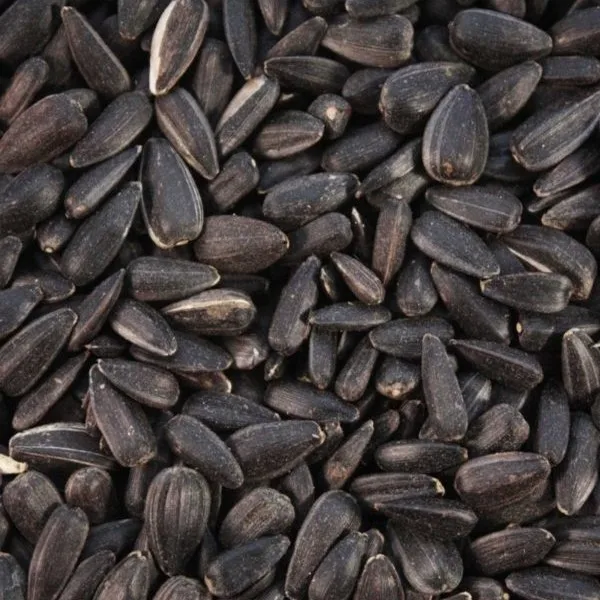 Organic black sunflower seed ready for export