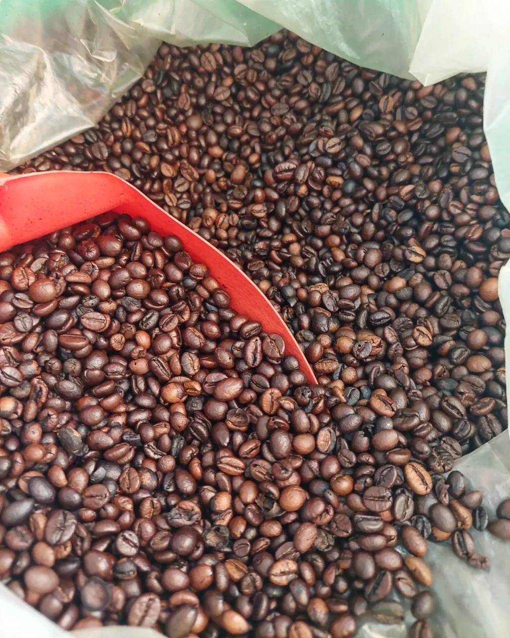 Wholesale raw Arabica Coffee beans for sale from Africa Best selling Arabica Coffee beans at good prices Buy Arabica Coffee